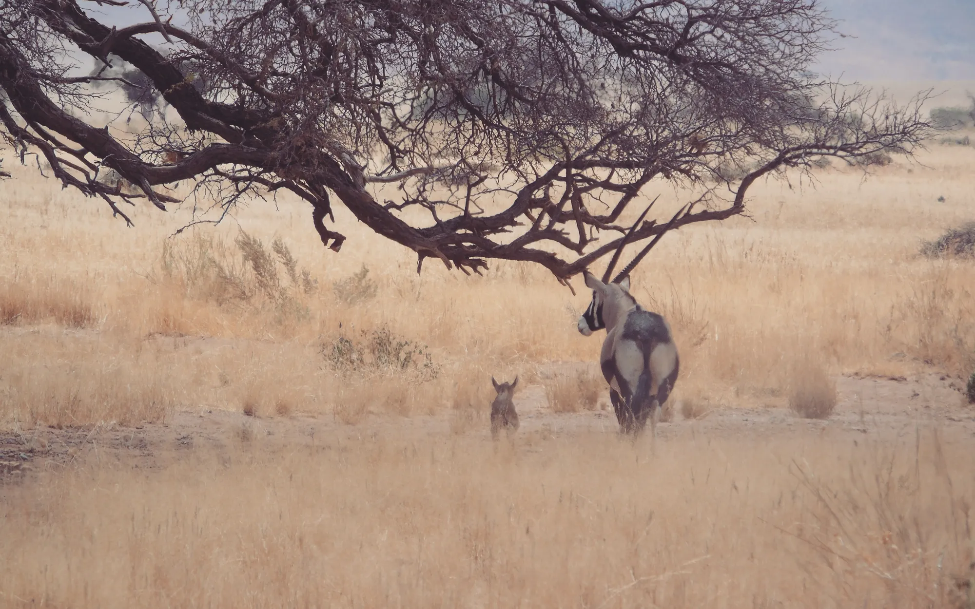 How to practice sustainable tourism? Wildlife volunteering!