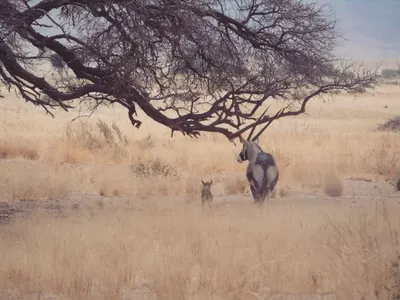 How to practice sustainable tourism? Wildlife volunteering!