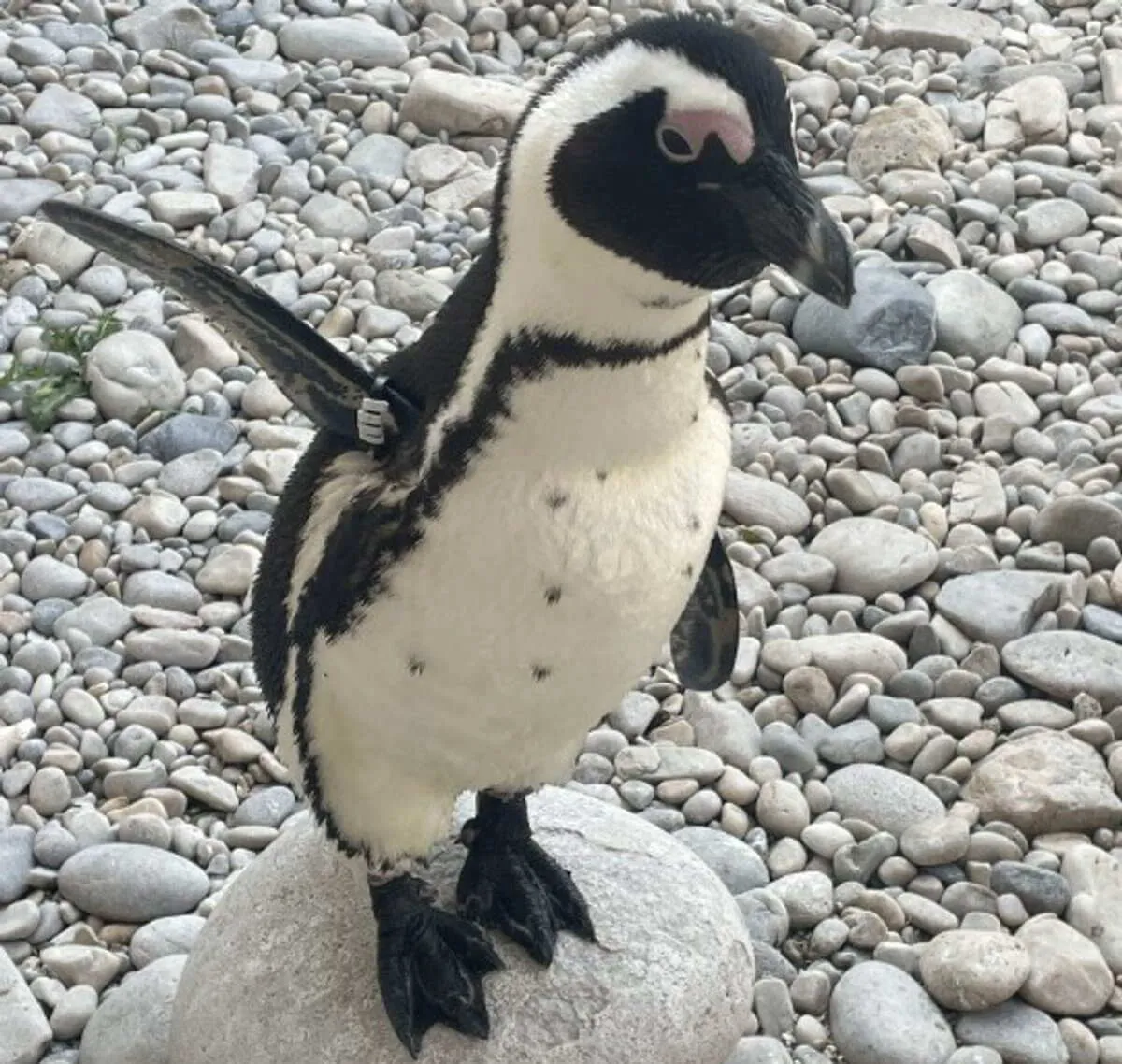 Marine Conservation: Sharks, Whales and Penguins, South Africa, photo 8
