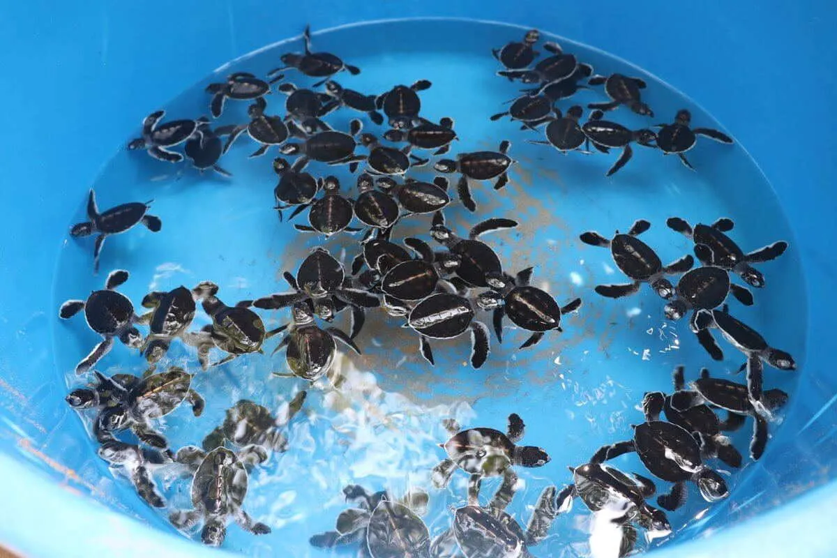 Sea Turtle Conservation Volunteer in Sri Lanka, photo 8