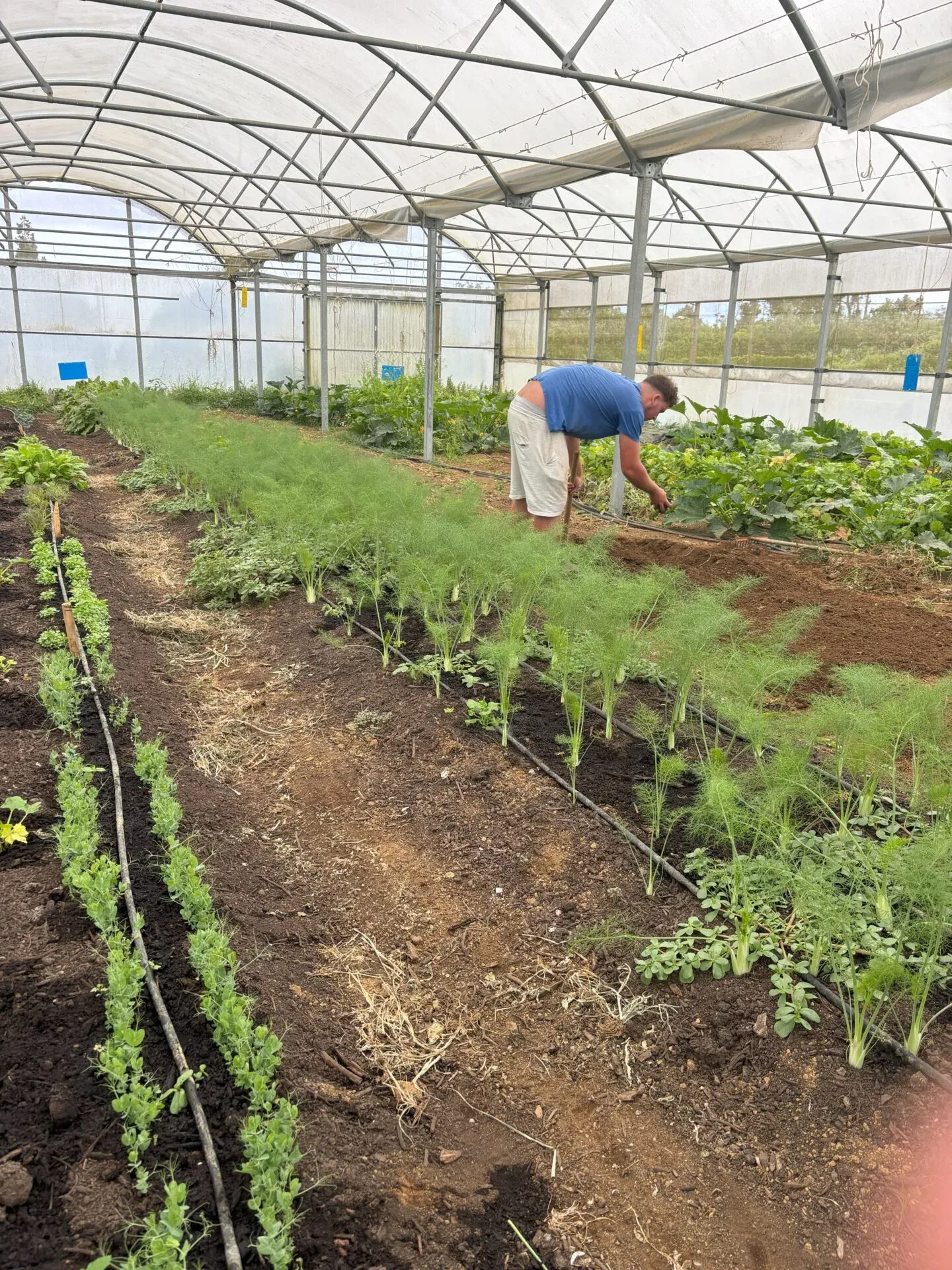 Sustainable farming in the Azores, Portugal, photo 18