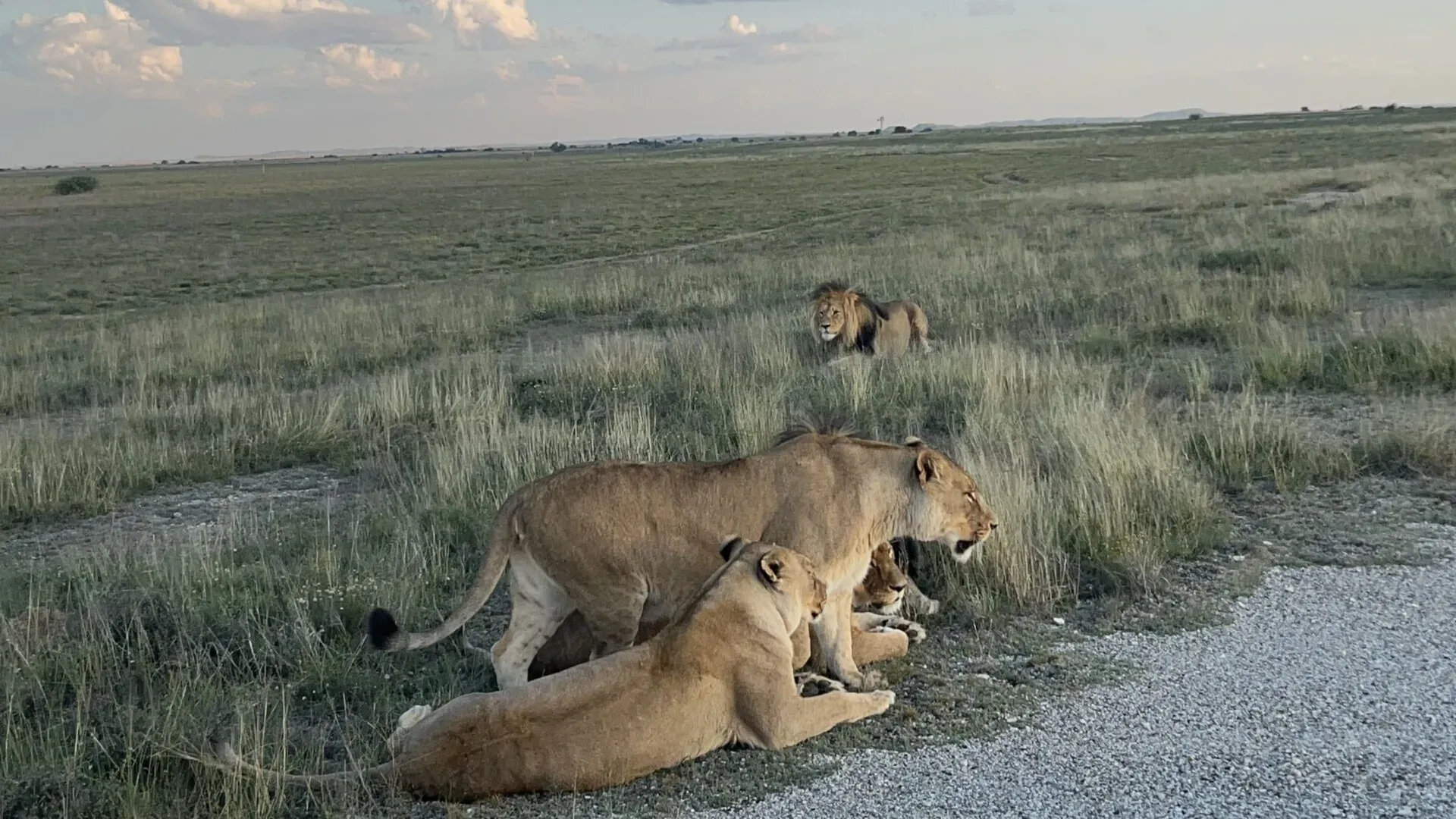 Ari’s Adventure with the Kings of the Savanna