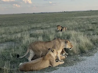 Ari’s Adventure with the Kings of the Savanna