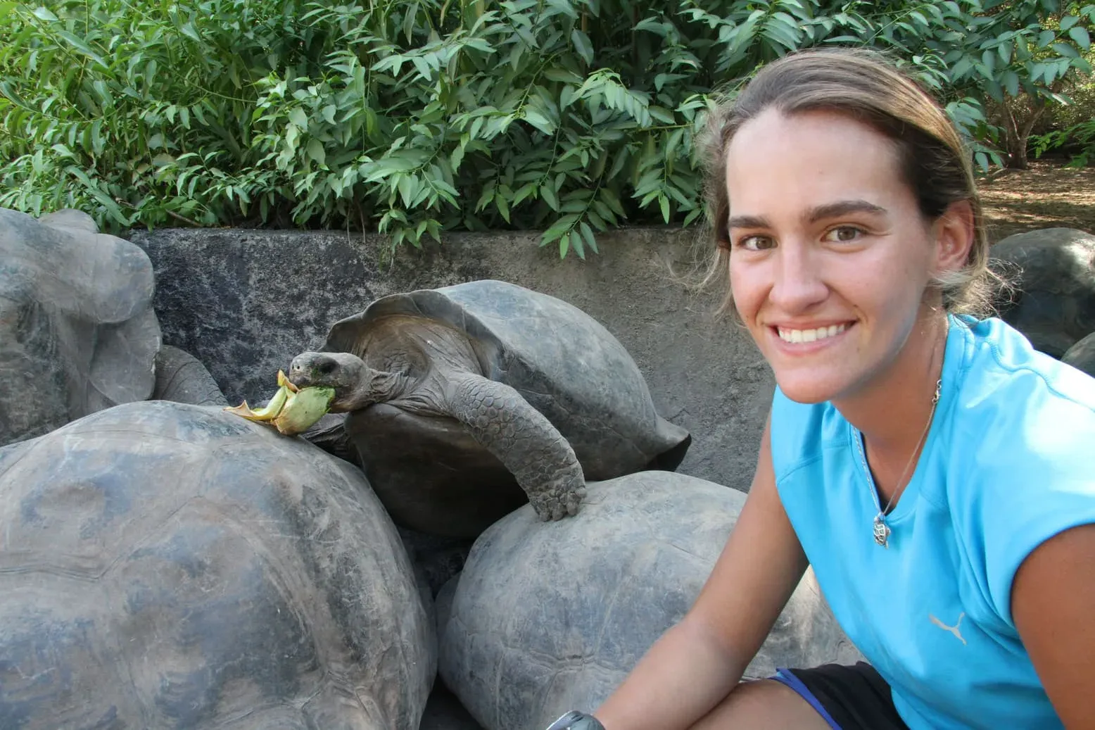 IOI Giant Tortoise Breedi