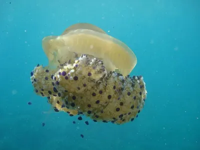 Coastal protection in the Greek islands, Greece