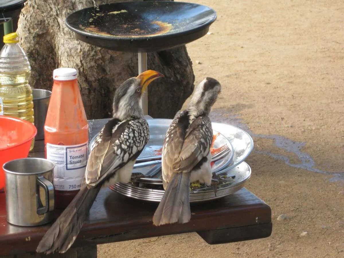 Kruger Accommodation Volunteer Tour