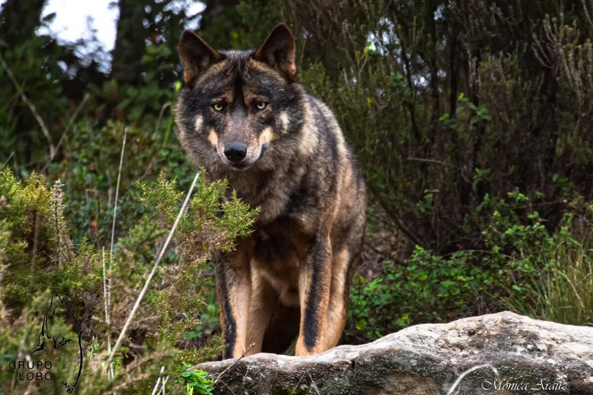 Iberian wolf protection project in Portugal, photo 9
