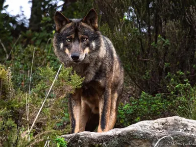 Iberian wolf protection project in Portugal, photo 9