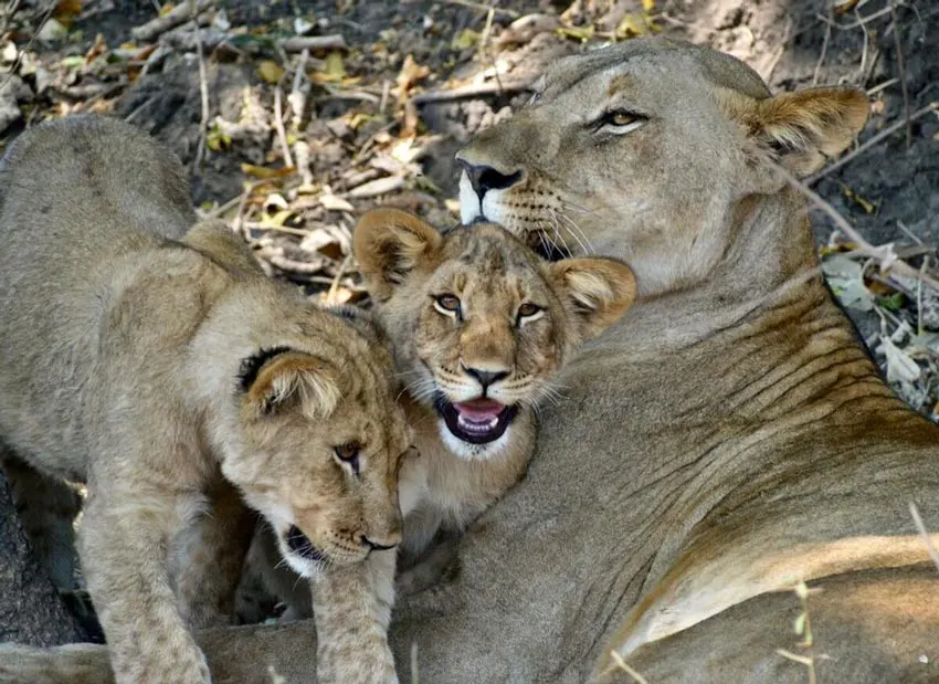 Volontariat animalier au Malawi