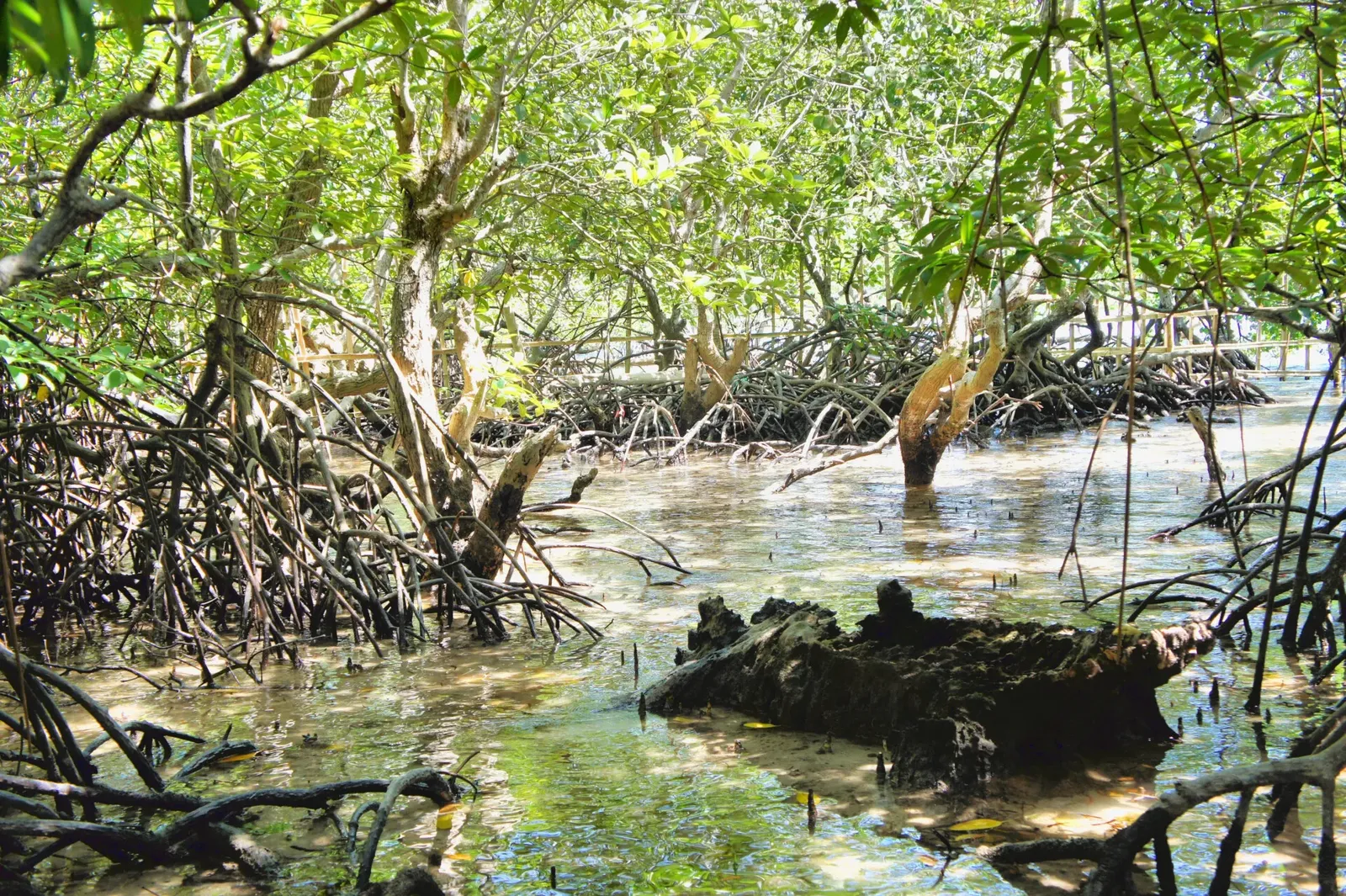 Environmental project in the Philippines, photo 2