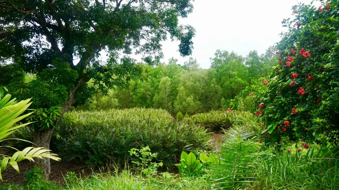 Mangrove conservation in Madagascar, photo 5