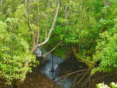 Mangrove conservation in Madagascar