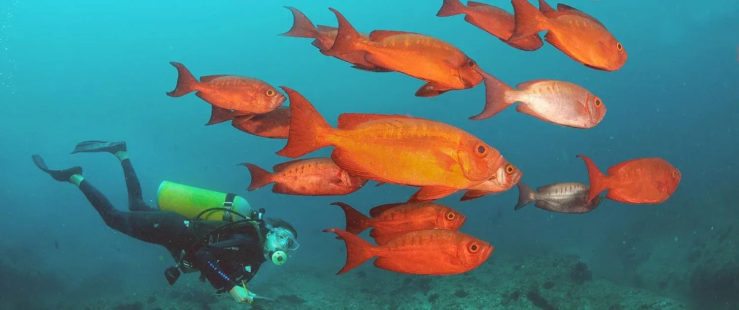 Mozambique Marine