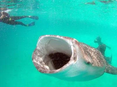 Marine conservation in Mozambique