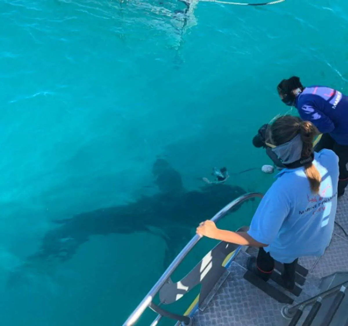 Marine Conservation: Sharks, Whales and Penguins, South Africa, photo 9