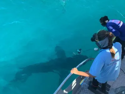 Marine Conservation: Sharks, Whales and Penguins, South Africa, photo 9
