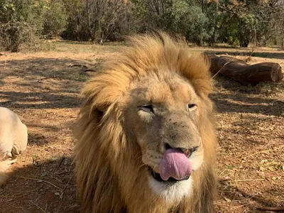 Big 5 Wildlife Conservation, South Africa