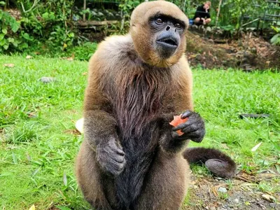 Animal sanctuary in Ecuador, photo 9