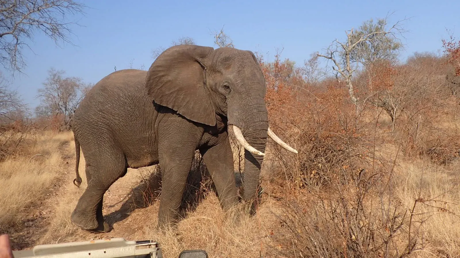 Study of the Big 5 in South Africa