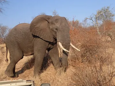 big 5 Afrique du Sud