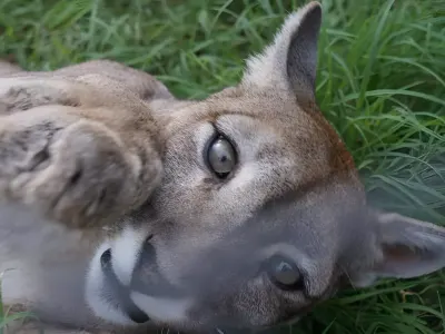 Puma´s reserve new