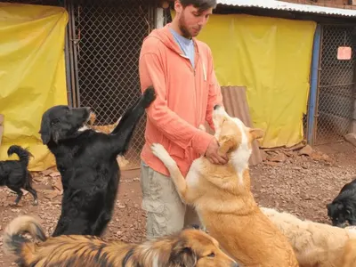 Animal Volunteering in Peru — 3 Projects in Cusco, photo 4