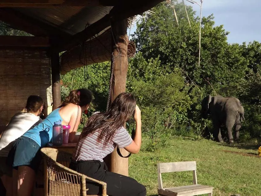 Volontariat animalier au Malawi