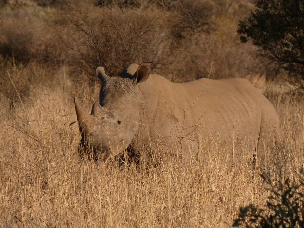 Le retour de Clara sur son expérience de volontariat animalier en Namibie