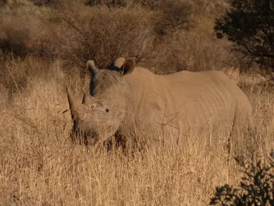 Le retour de Clara sur son expérience de volontariat animalier en Namibie