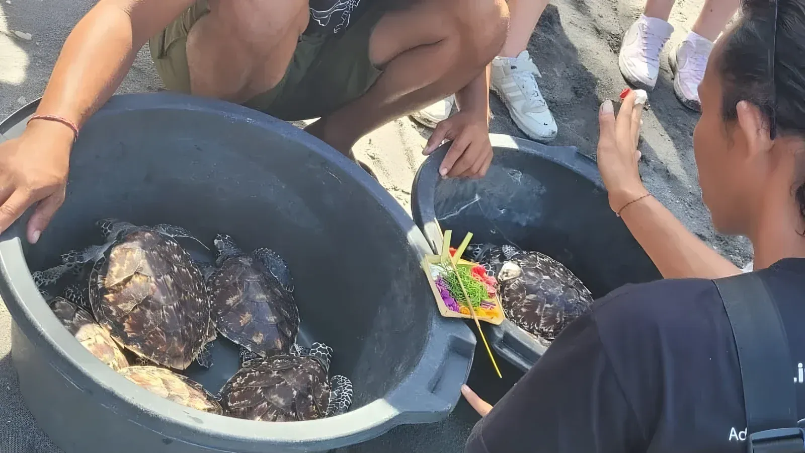 Sea Turtle Conservation: Two Sisters in Nusa Penida