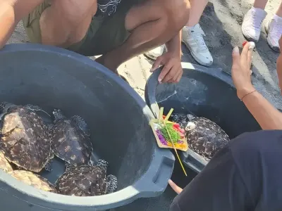 Sea Turtle Conservation: Two Sisters in Nusa Penida