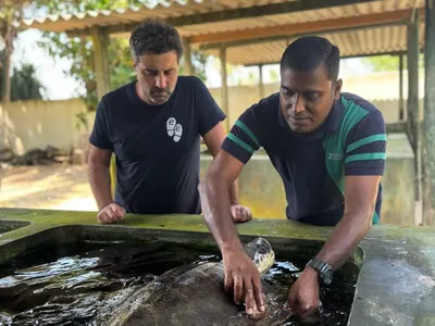 Protection des tortues marines au Sri Lanka, photo 9