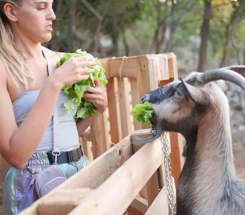 Animal Rescue Sanctuary Volunteer Program, Croatia, photo 2