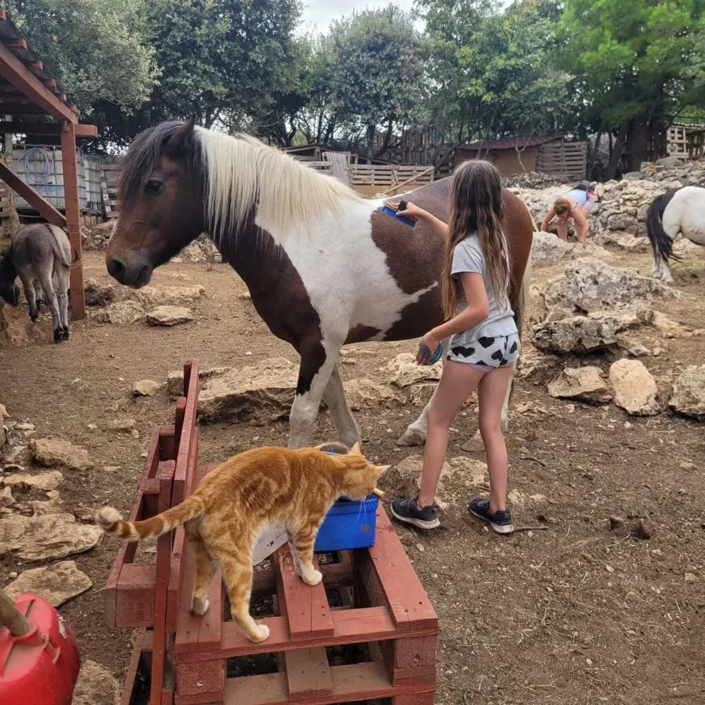 Animal Rescue Sanctuary Volunteer Program, Croatia, photo 5