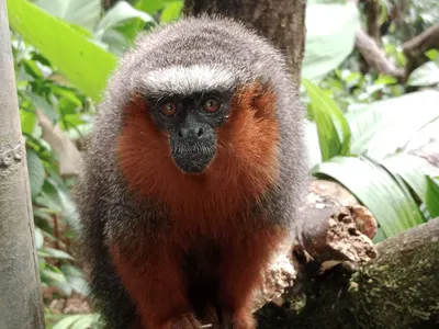 Aëlle, volontaire dans un refuge animalier en Équateur : une expérience inoubliable au cœur de la nature