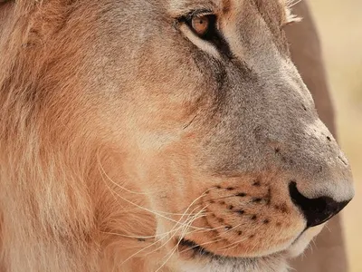 Close-up of a lion's face