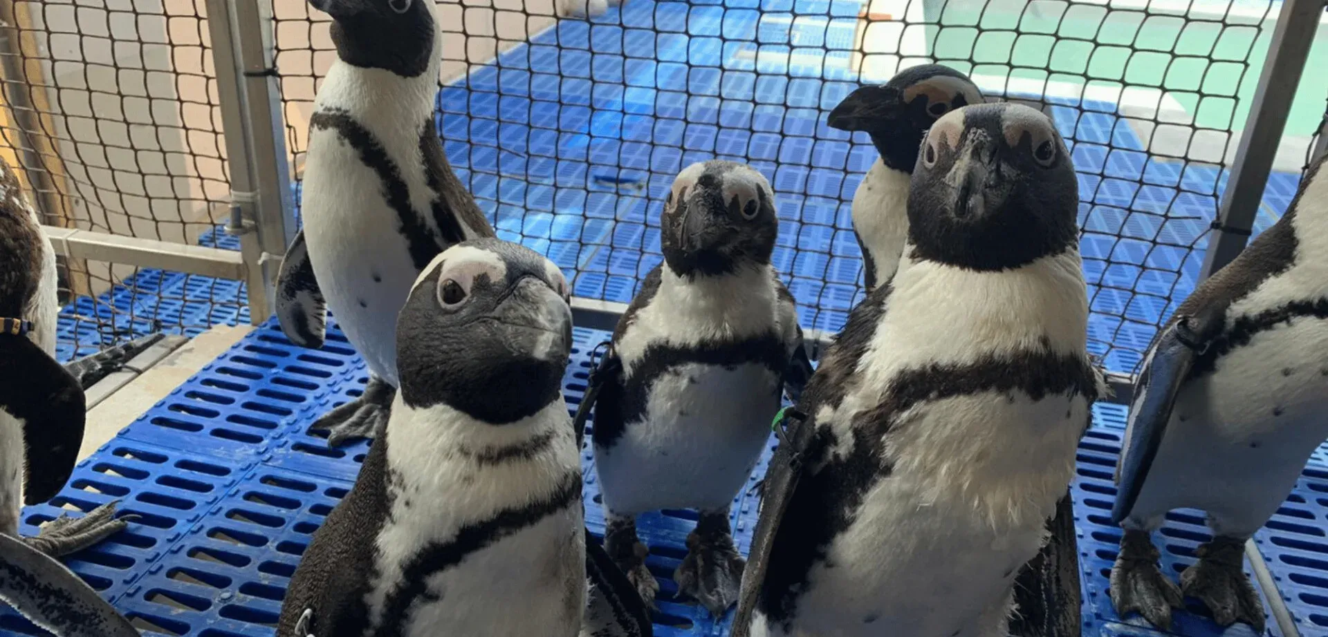 Alexandre in South Africa: Committed to Penguins and the Ocean