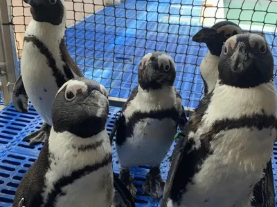 Alexandre en Afrique du Sud : engagé pour les pingouins et l’océan