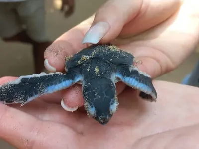 conservation of sea turtles