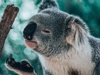 Close-up of a koala in Australia