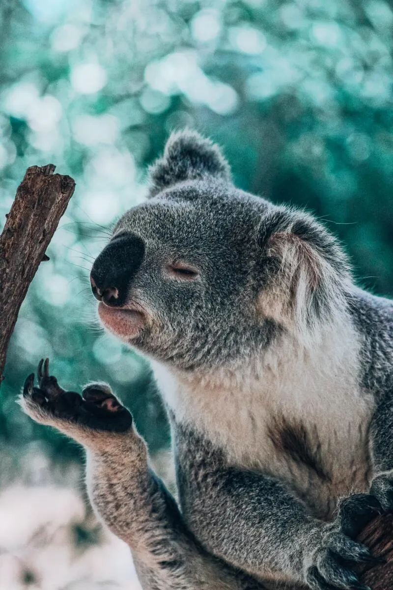 Close-up of a koala in Australia