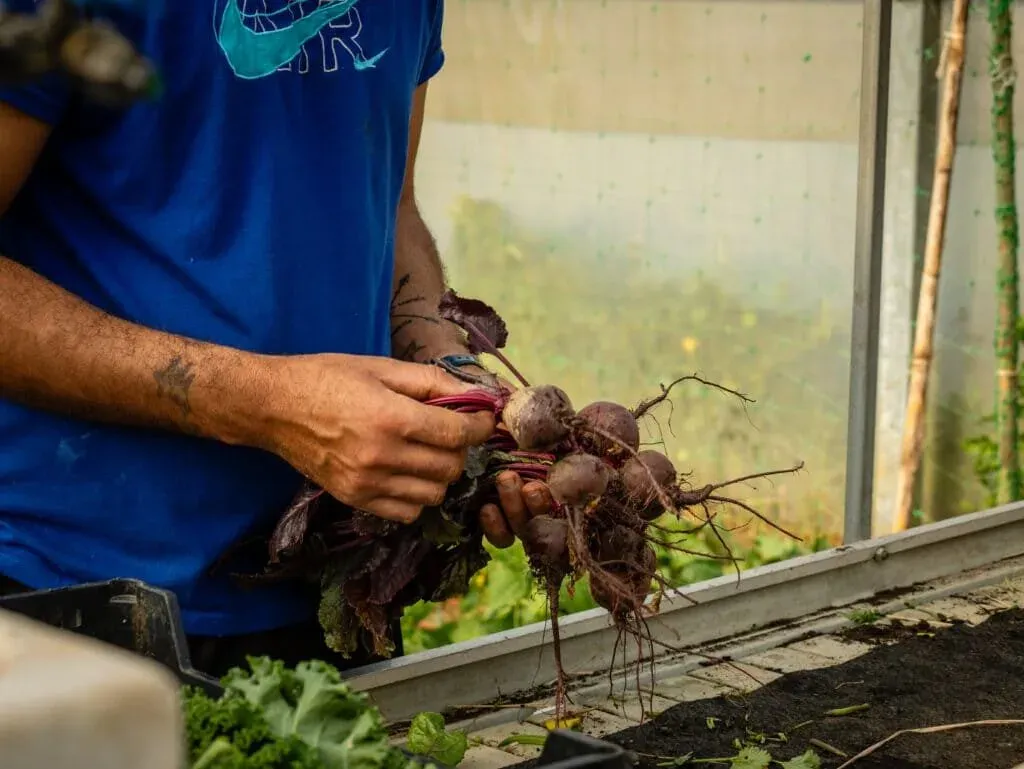 Sustainable farming in the Azores, Portugal, photo 13