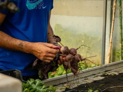 Sustainable farming in the Azores, Portugal, photo 13