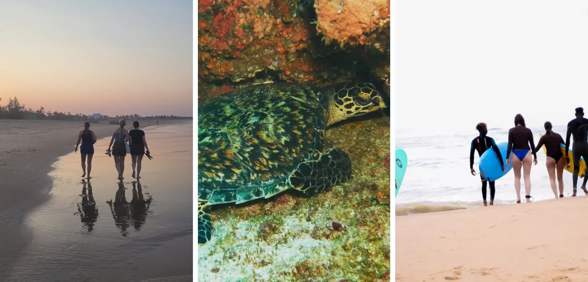 marine animal protection association