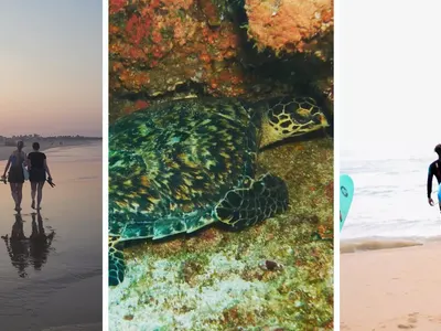 marine animal protection association