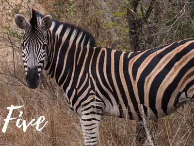 Paola protected the Big 5 in South Africa | Freepackers