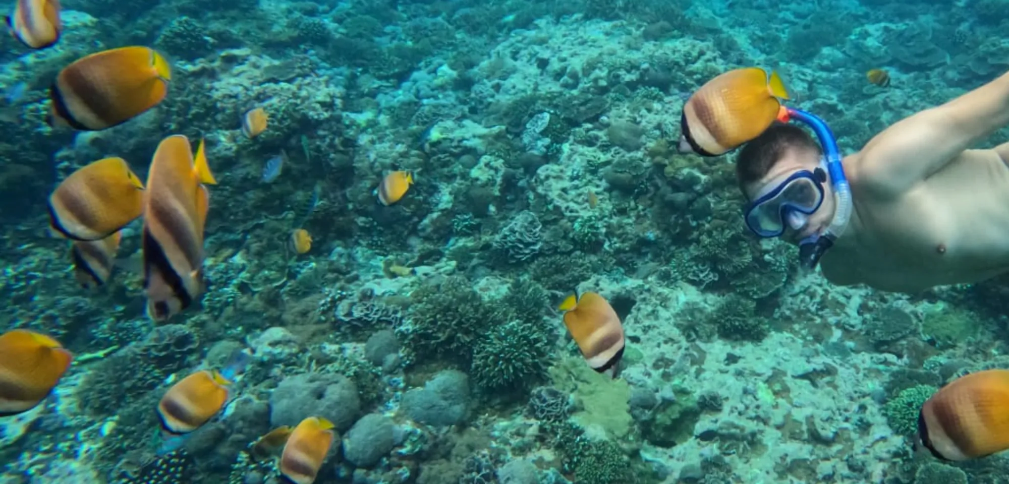 Sea turtle protection