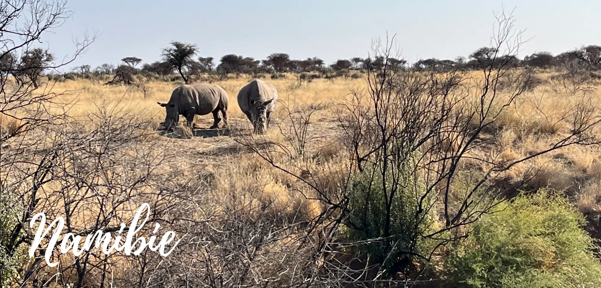 Marine s’est engagée en Namibie pour la protection des animaux sauvages !