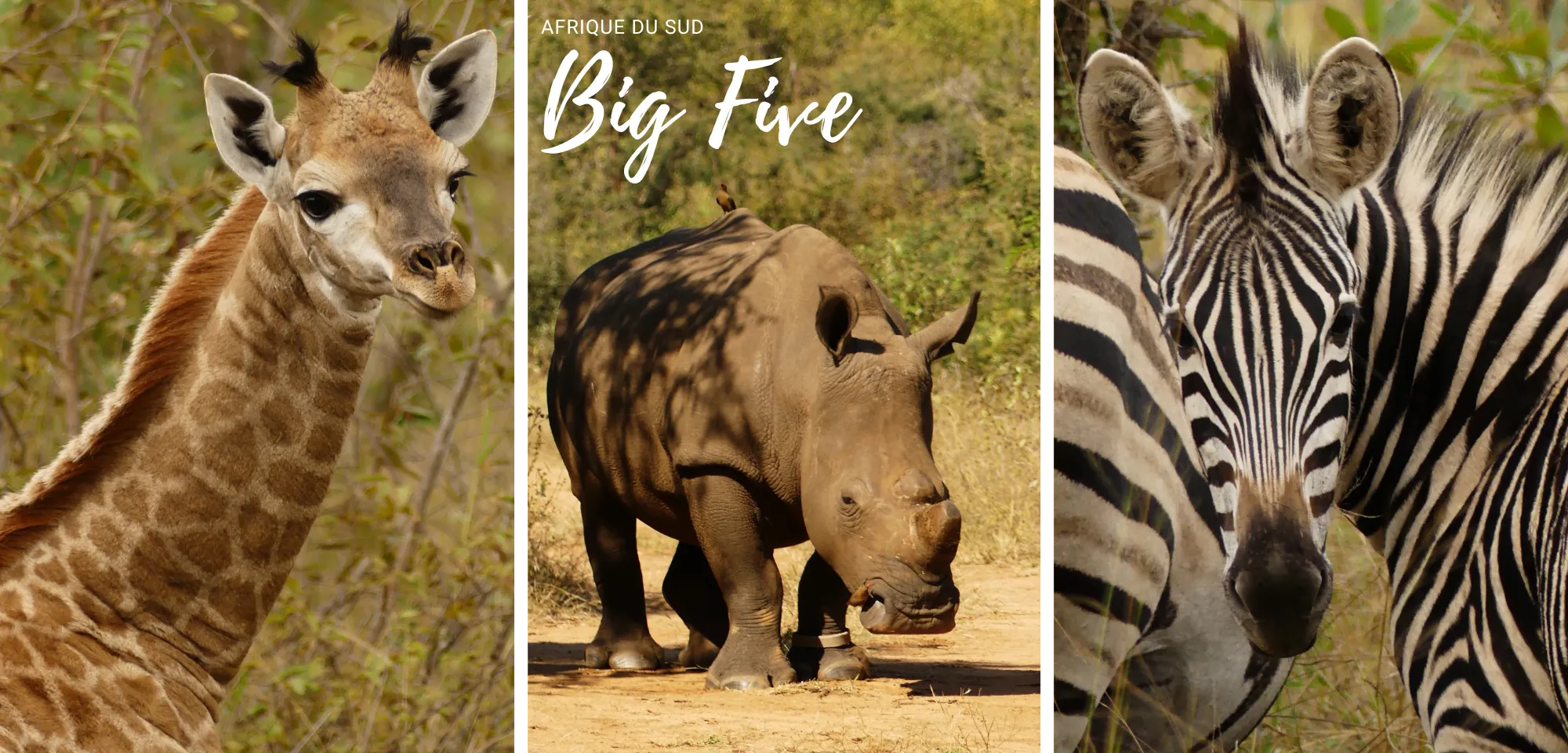 How to protect wild animals?