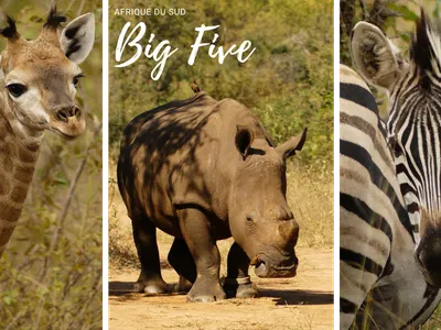 How to protect wild animals?